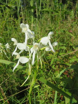 Image of White Fringeless Orchid