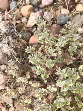 Imagem de Euphorbia melanadenia Torr. & A. Gray