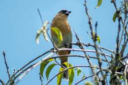 Image of Cinnamon Tanager