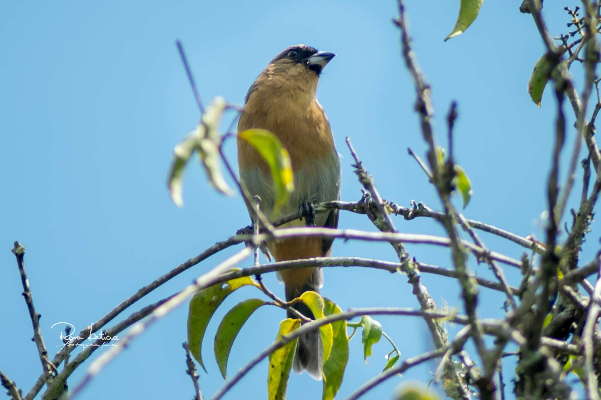 Image of Cinnamon Tanager