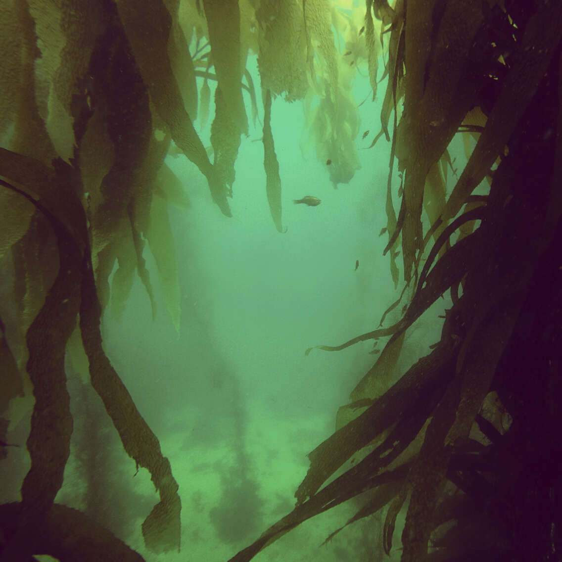 Image of Giant kelp