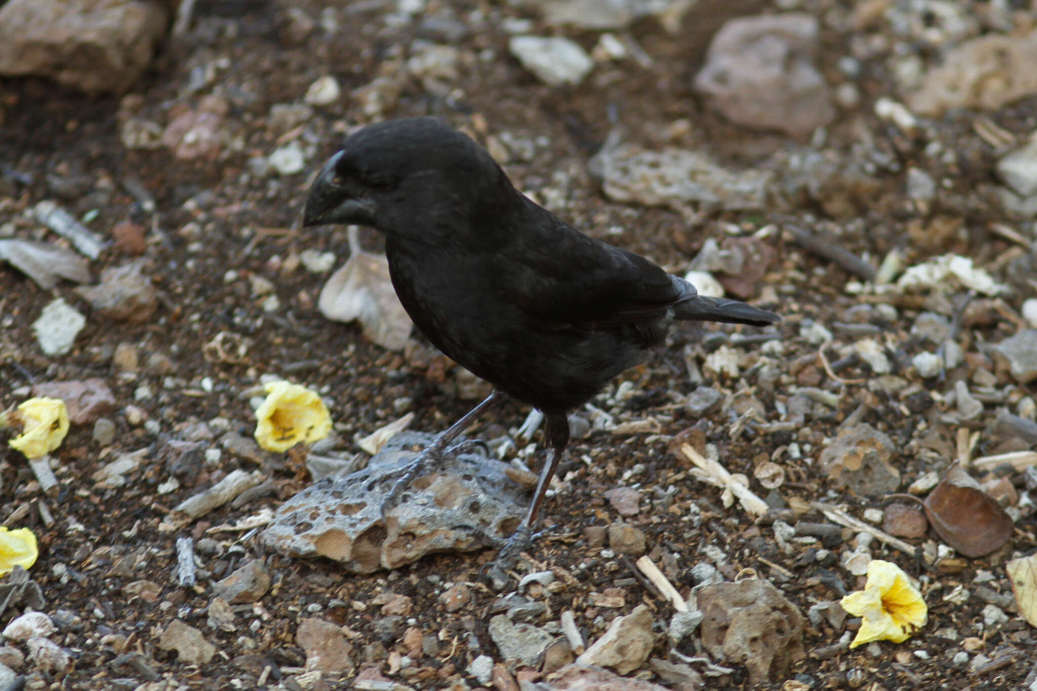 Image of Large Ground Finch