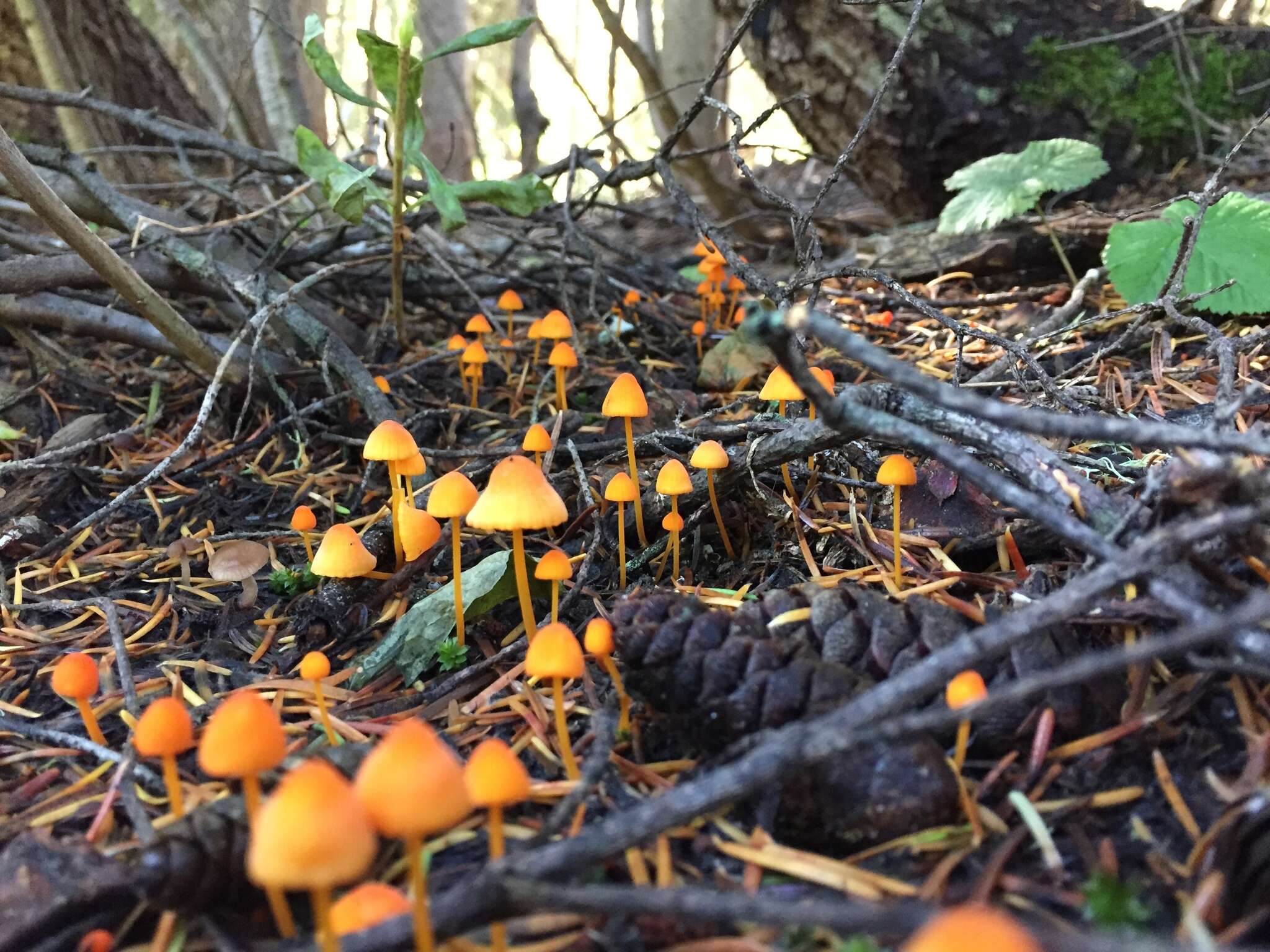 Image of Mycena strobilinoidea Peck 1893