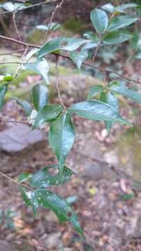 Image of Camellia caudata Wall.