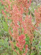 Imagem de Rumex hastatulus Baldw. apud Ell.