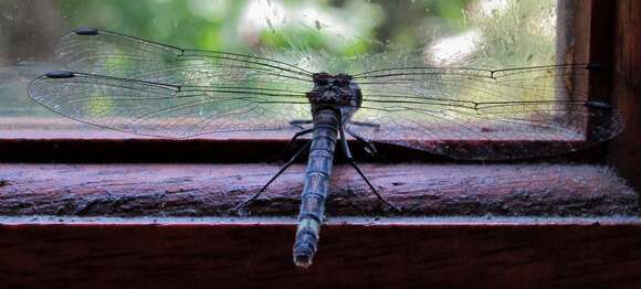 Image of <i>Notiothemis <i>jonesi</i></i> jonesi