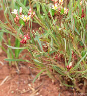 Image de Jatropha lagarinthoides Sond.