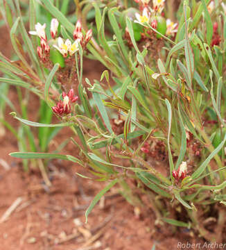 Image of Jatropha lagarinthoides Sond.