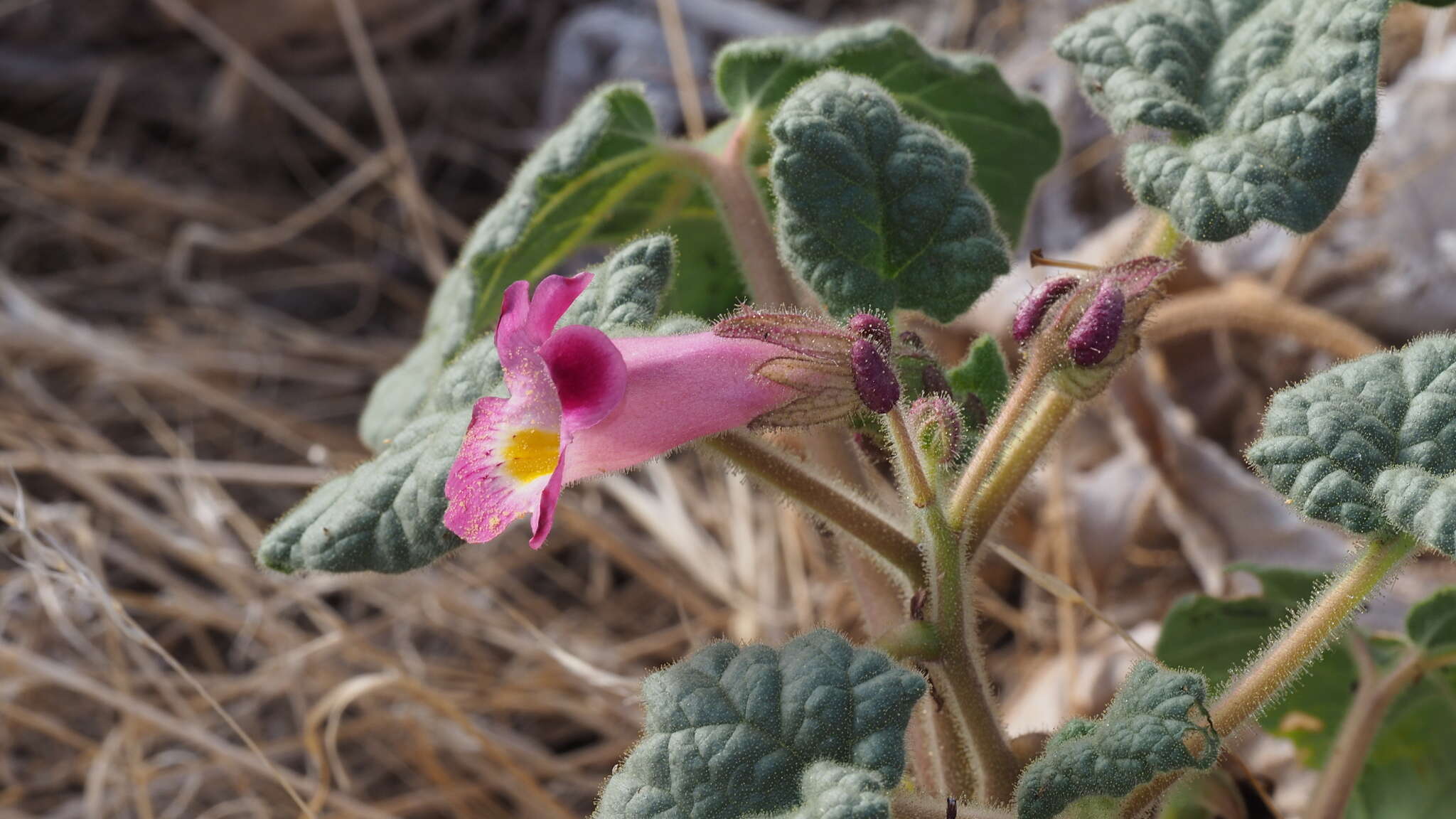 Sivun Proboscidea parviflora subsp. parviflora kuva