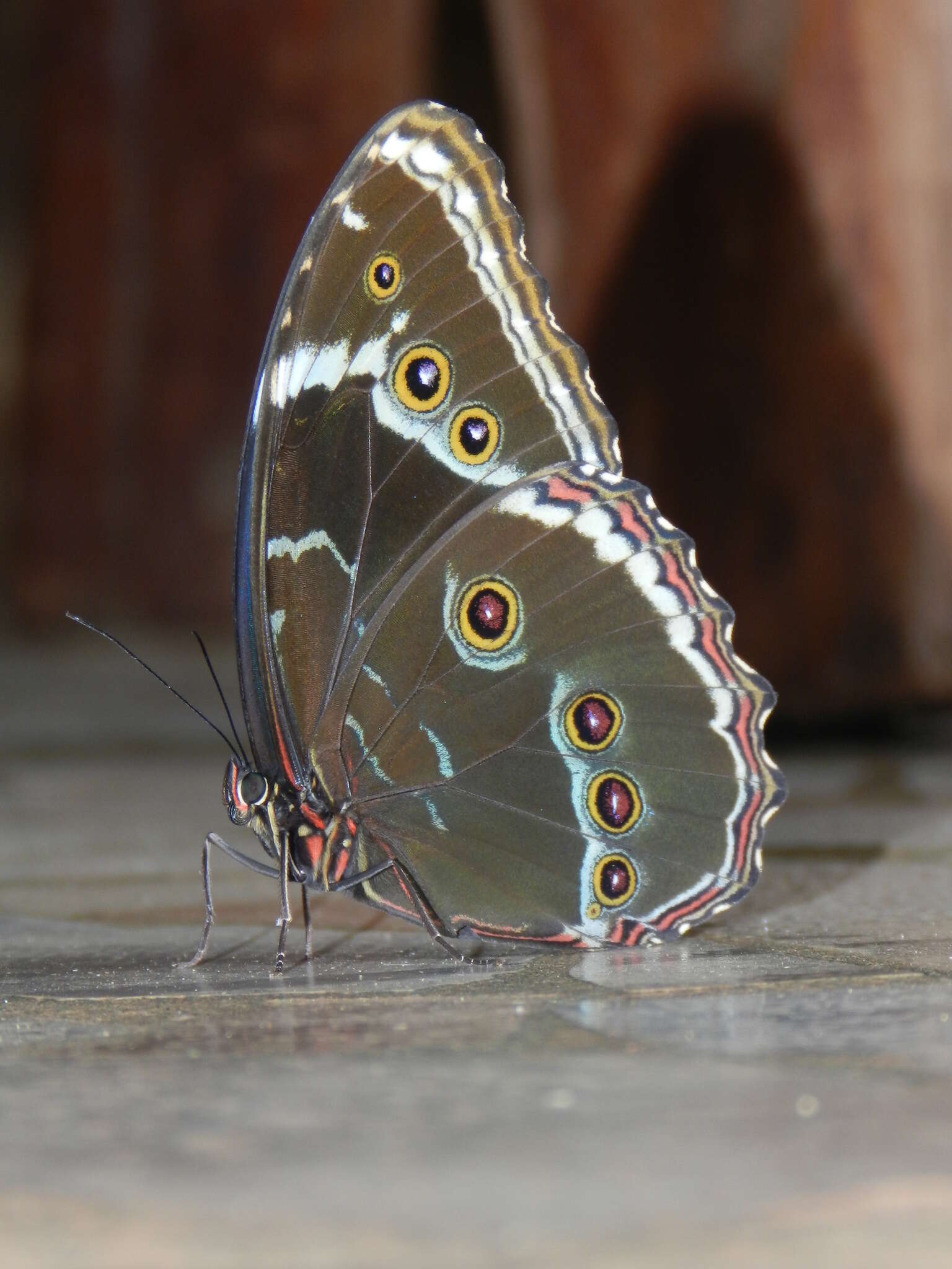 Morpho helenor achillides的圖片