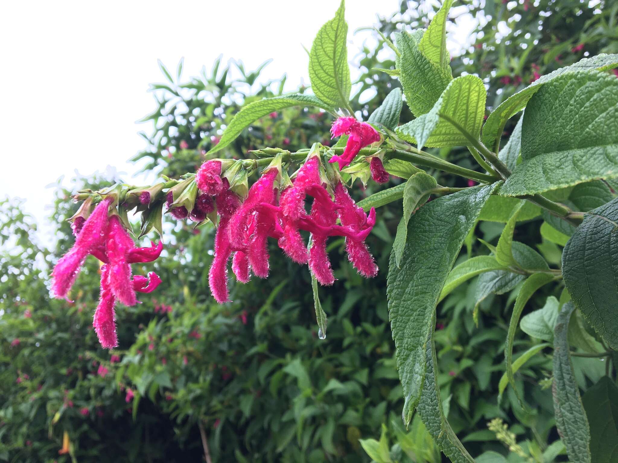 Image of Salvia tortuosa Kunth