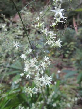 صورة Stenanthium diffusum Wofford