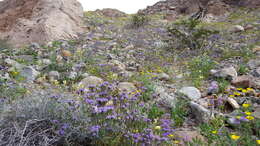 Phacelia crenulata var. ambigua (M. E. Jones) J. F. Macbr.的圖片