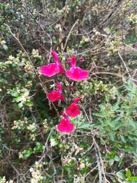 Image of autumn sage