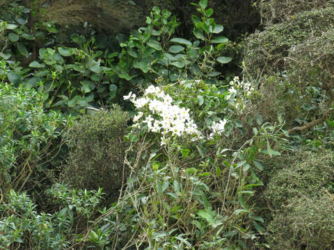 Image of New Zealand clematis