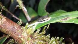 Image of Copper Parrot Snake