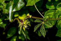 Plancia ëd Cyphostemma rubroglandulosum E. Retief & A. E. von Wyk