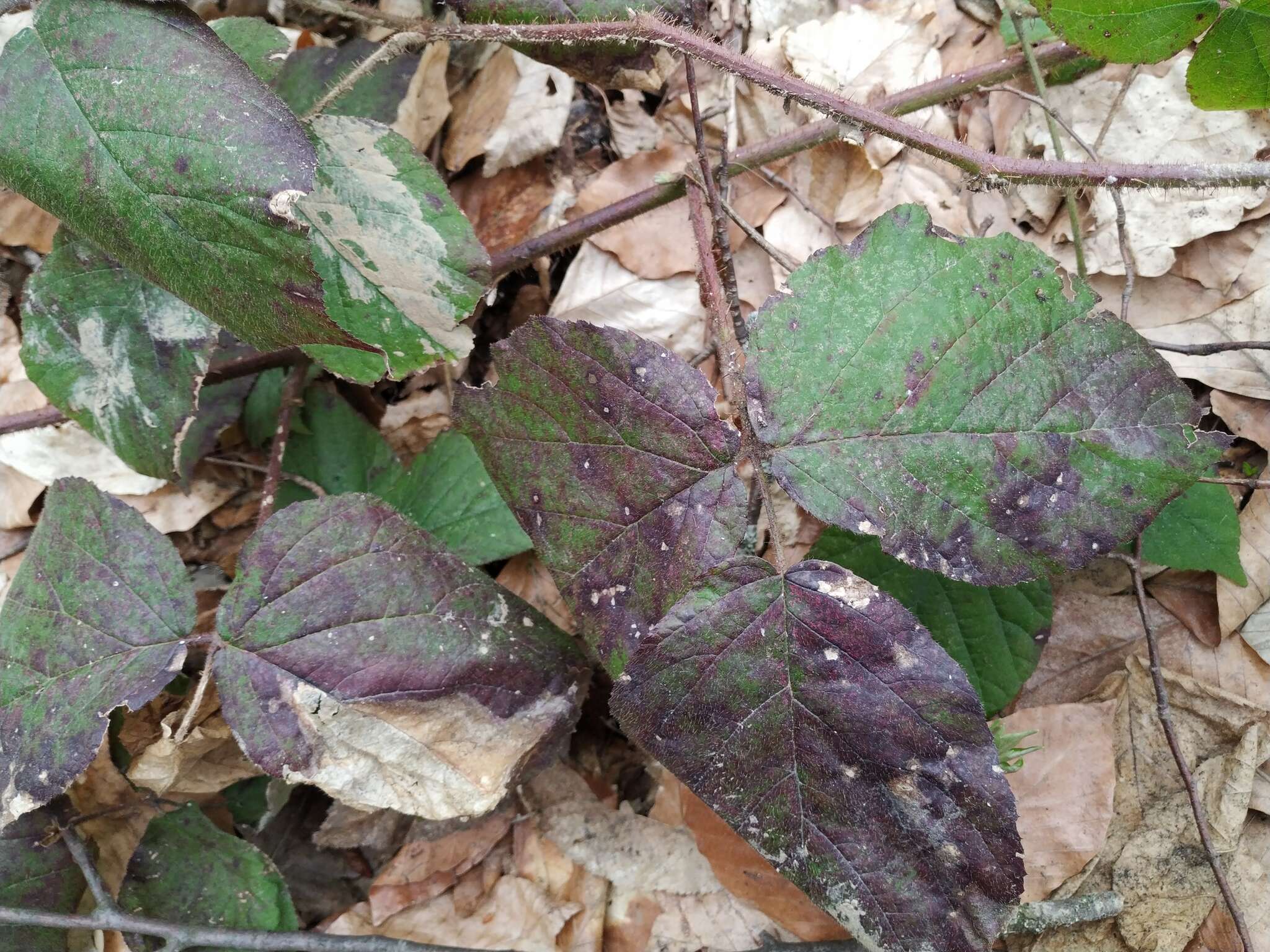 Imagem de Rubus hirtus Waldst. & Kit.