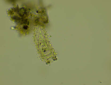 Image of Tintinnidium fluviatile