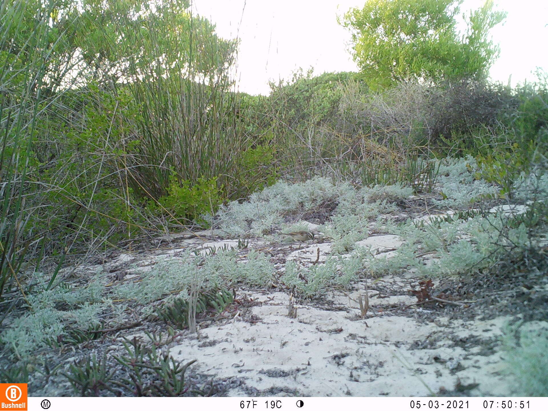 Image of Cape Bunting