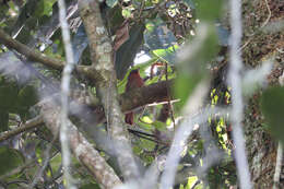 Image of Red-crowned Ant Tanager