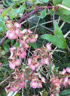 Слика од Rumex sagittatus Thunb.