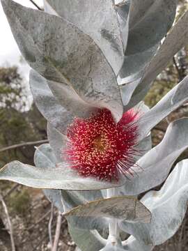 Image of Eucalyptus macrocarpa subsp. macrocarpa