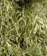 Image of farinose cartilage lichen