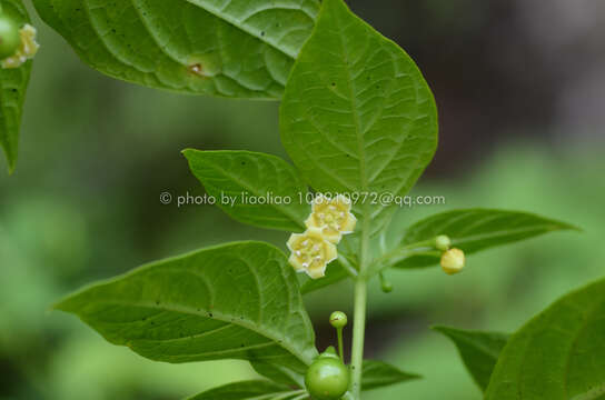 Image of Tubocapsicum anomalum (Franch. & Savat.) Makino