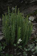 Imagem de Polystichum lachenense (Hook.) Bedd.