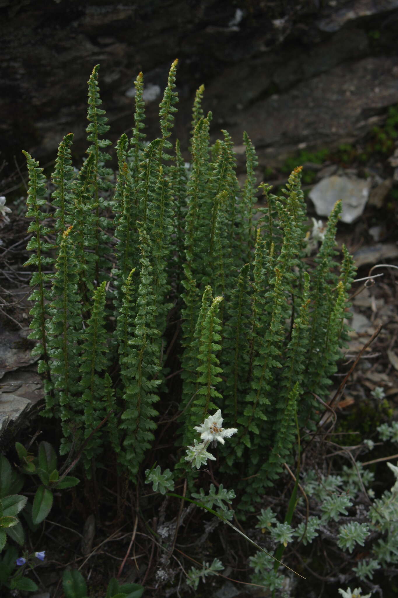 Imagem de Polystichum lachenense (Hook.) Bedd.