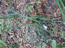 Image of Eryngium venustum Bartlett ex L. Constance