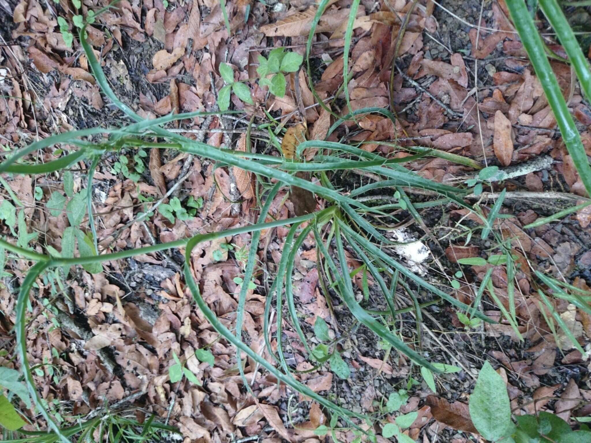 Image of Eryngium venustum Bartlett ex L. Constance