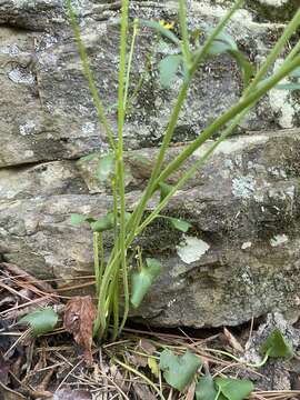 Ranunculus harveyi (A. Gray) Greene的圖片