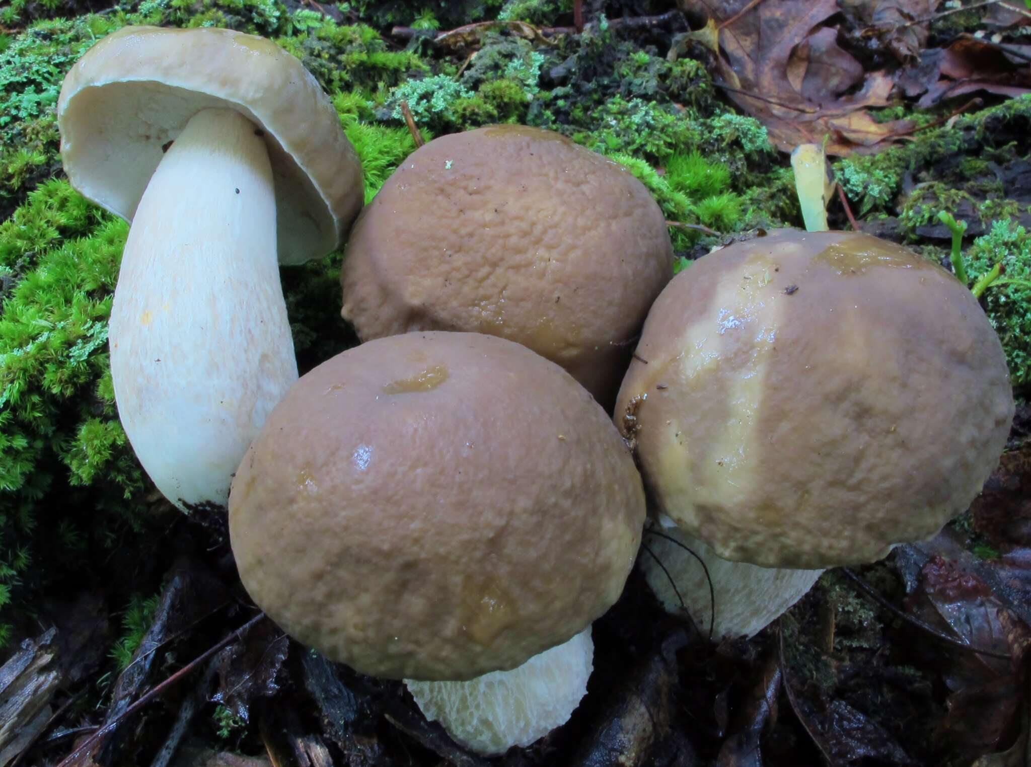 Sivun Boletus nobilis Peck 1905 kuva