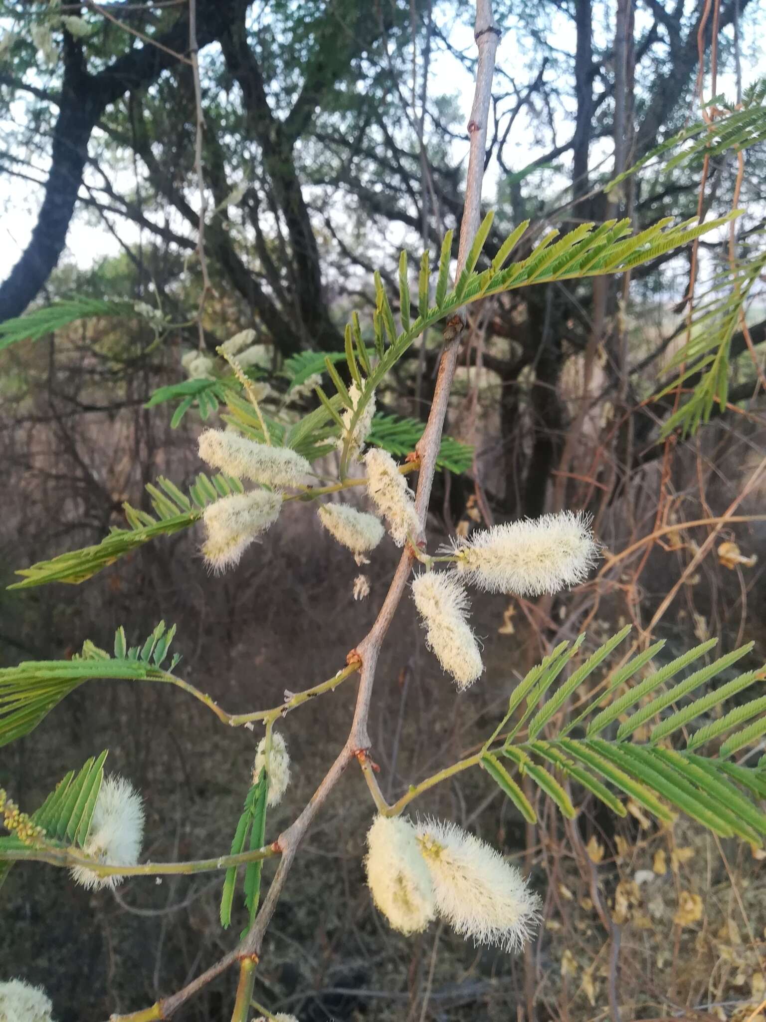 Image of Lysiloma acapulcense (Kunth) Benth.