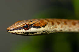 Imagem de Psammophis biseriatus Peters 1881