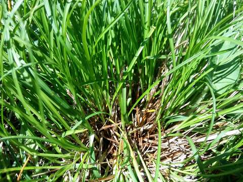 Imagem de Carex humilis Leyss.