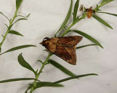 Image of Asimina webworm moth