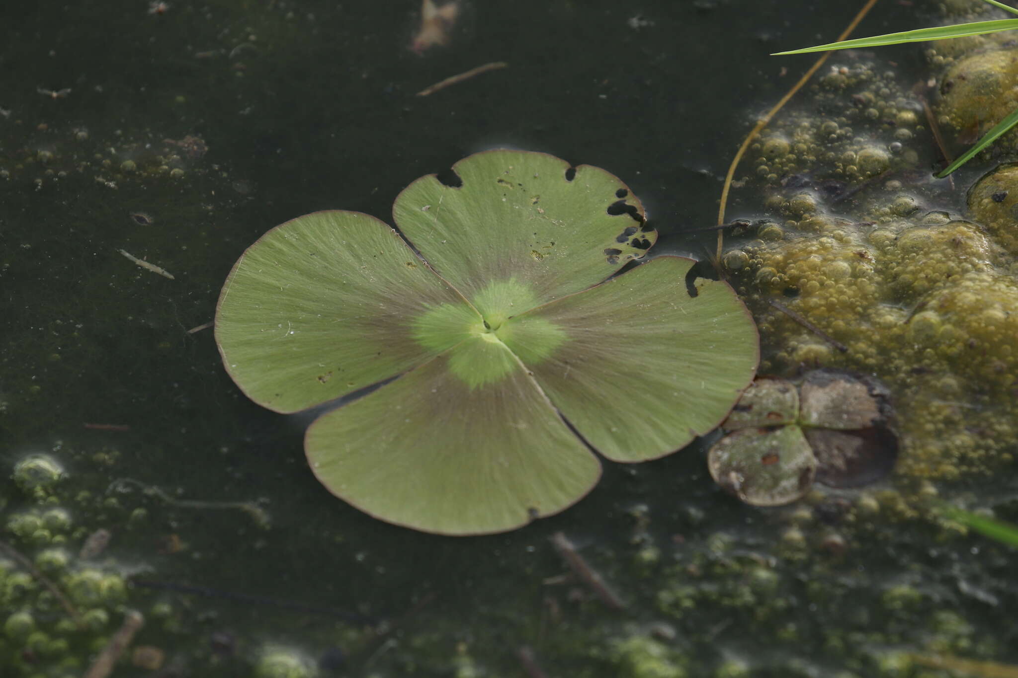 Imagem de Marsilea crenata C. Presl