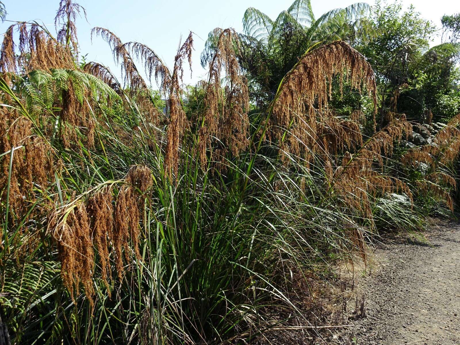 Gahnia xanthocarpa (Hook. fil.) Hook. fil.的圖片