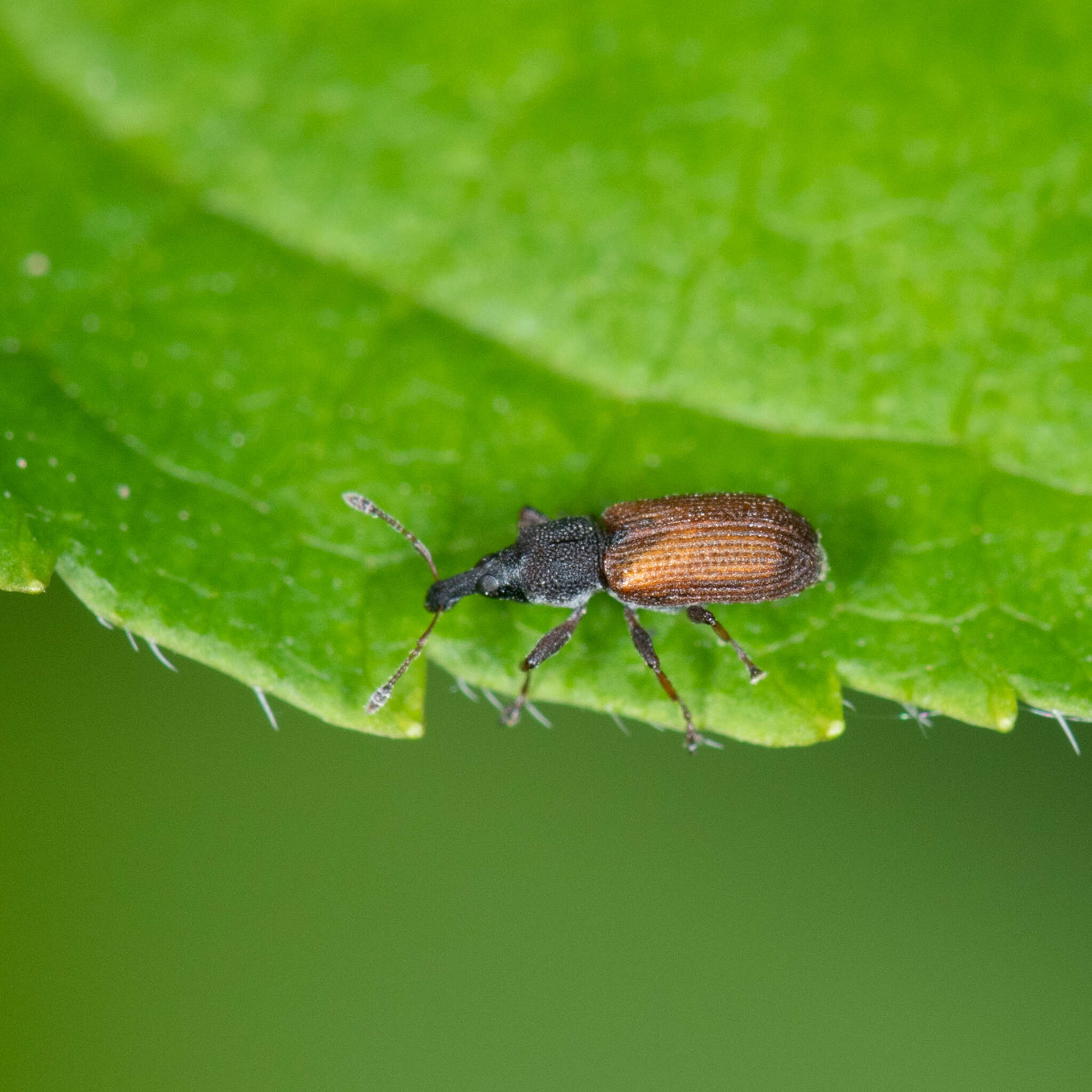 Image of Magdalis armicollis Pierce & W. D. 1918