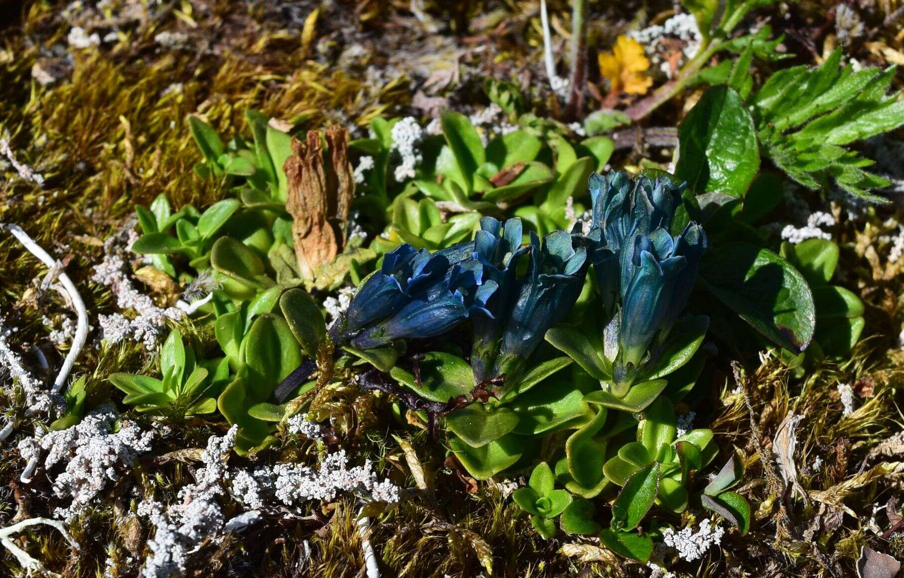 صورة Gentiana glauca Pall.