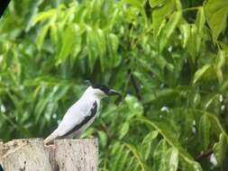 Image of Black-crowned Tityra