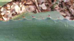 Image of Agave inaequidens subsp. inaequidens