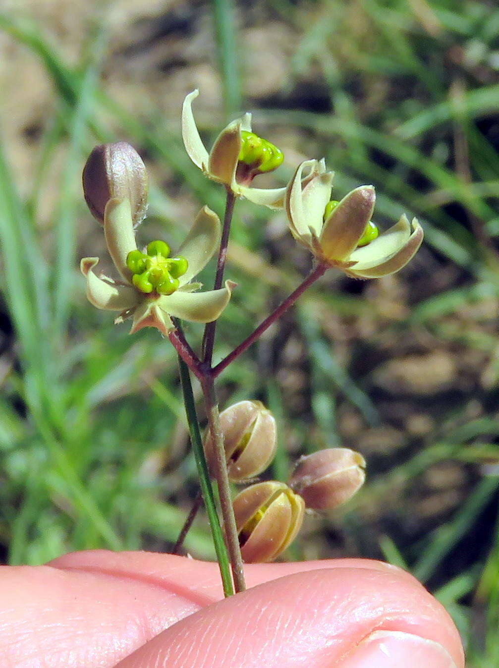 Image of Schizoglossum linifolium Schltr.