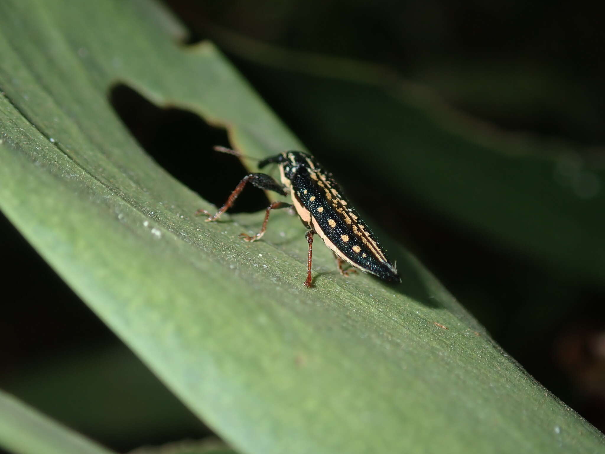 Image of Rhinotia lineata Zimmerman 1994