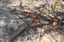 Image of Drosera platystigma Lehm.