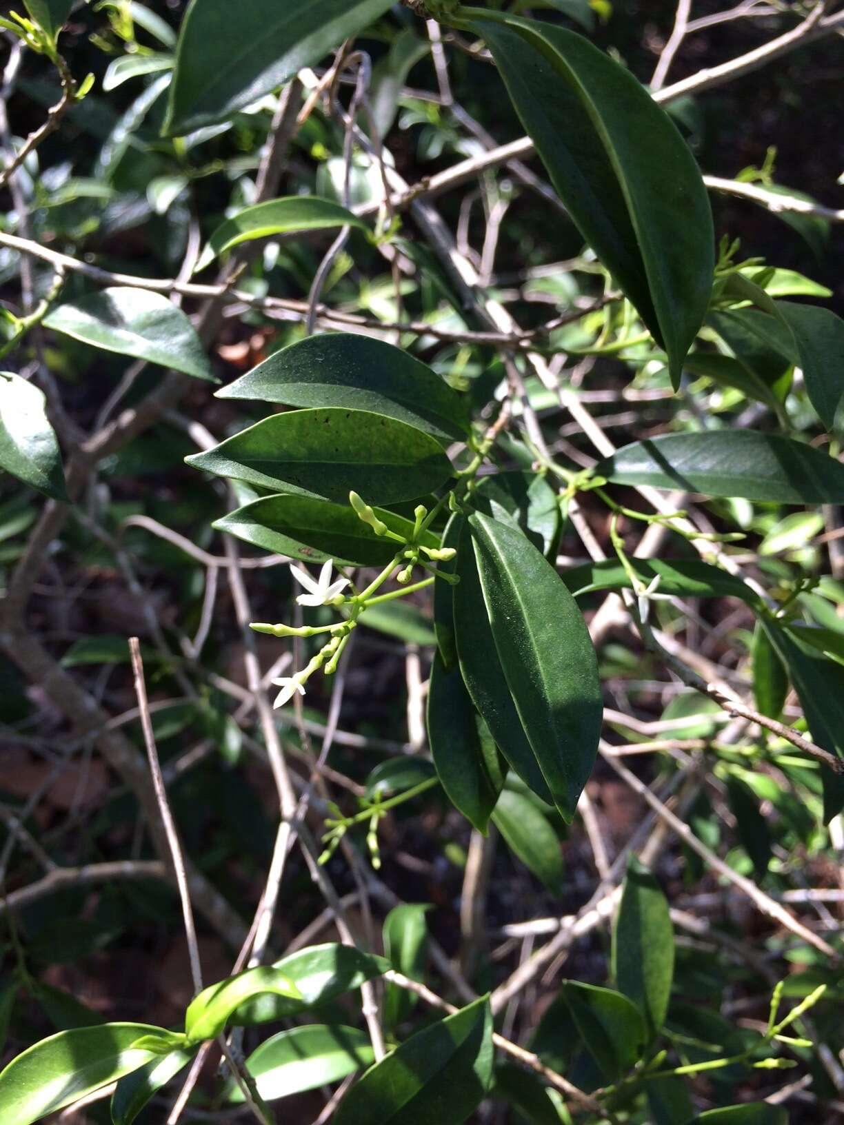 Image of tearshrub