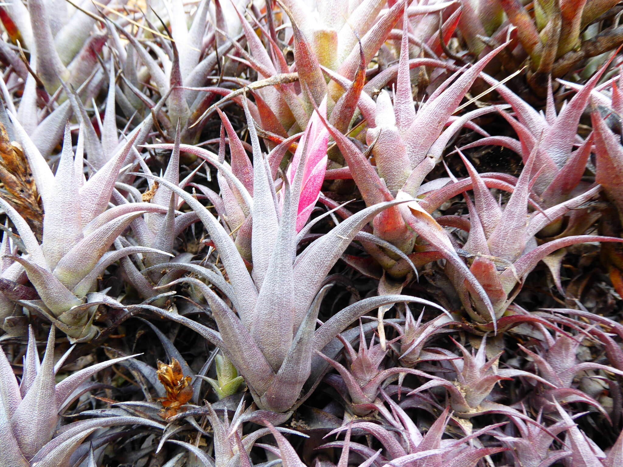 Image of Tillandsia macbrideana L. B. Sm.